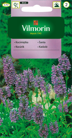 Kocimiętka niebieska (Nepeta mussini)