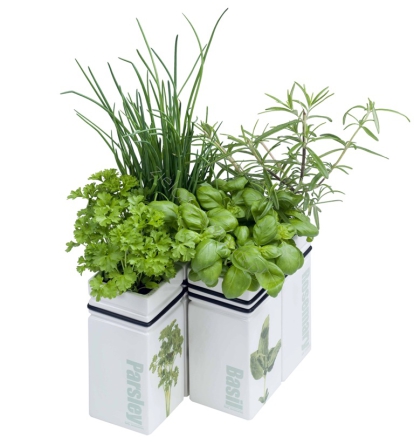 Herb vases - Ziołowe wazony