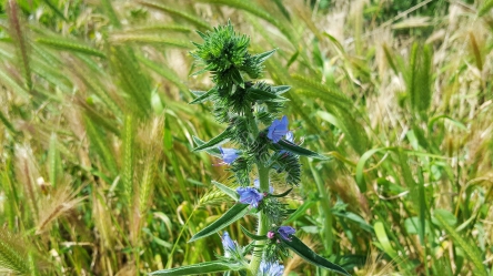 Żmijowiec zwyczajny (Echium vulgare) 100,0g