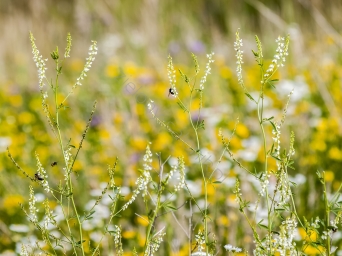 Nostrzyk biały (Melitotus albus) 100 g