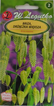 Briza, drżączka większa