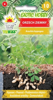 Orzech ziemny (Arachis hipogea)