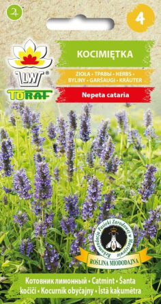 Kocimiętka właściwa (Nepeta cataria)