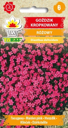 Goździk kropkowany - różowy