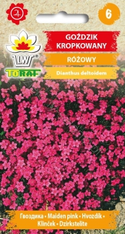 Goździk kropkowany - różowy