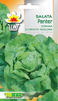 Sałata głowiasta masłowa Panter