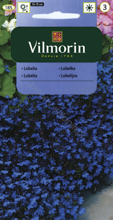 Lobelia, Stroiczka Blue Carpet