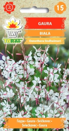 Gaura Lindheimera