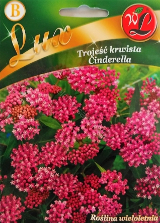 Trojeść krwista Cinderella