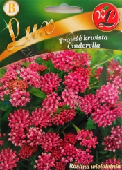 Trojeść krwista Cinderella