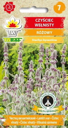 Czyściec wełnisty (Stachys bizantina)