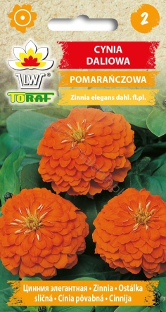 Cynia daliowa pomarańczowa