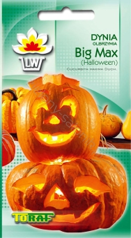 Dynia olbrzymia Big Max