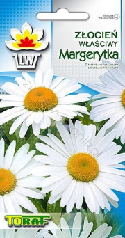Złocień właściwy Margaretka