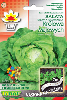 Sałata głowiasta Królowa Majowych na taśmie