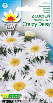 Złocień właściwy Crazy Daisy
