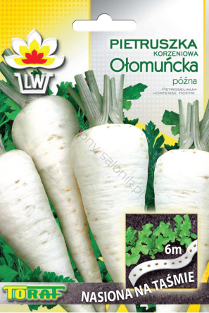 Pietruszka Ołomuńcka na taśmie późna