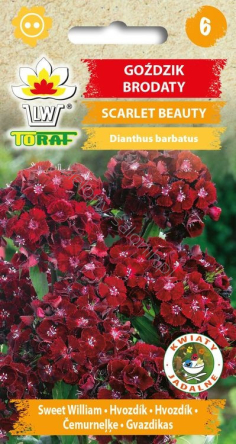 Goździk brodaty Scarlet Beauty