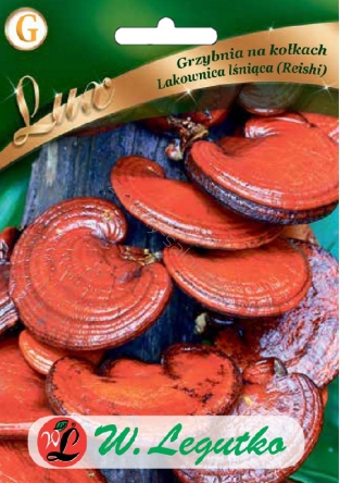 Grzybnia na kołkach - Lakownica lśniąca (Reishi)  - 20 szt.