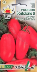 Pomidor gruntowy wysoki Scatalone 2
