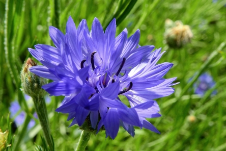 Chaber bławatek (Centaurea cyanus) 100g