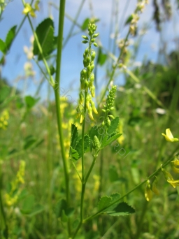 Nostrzyk żółty, Nostrzyk lekarski (Melitotus officinalis) 100 g 