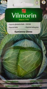 Kapusta Kamienna Głowa