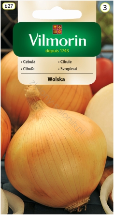 Cebula Wolska - późna