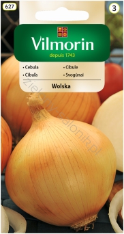 Cebula Wolska - późna