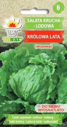 Sałata lodowa Królowa Lata