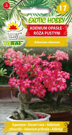 Adenium opasłe - Róża pustyni