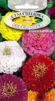 Cynia daliowa Super Yoga - wielkokwiatowa