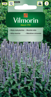 Mięta meksykańska (Agastache mexicana)