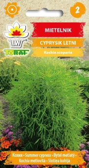 Mietelnik, Cyprysik letni (Kochia scoparia)