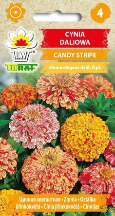 Cynia daliowa Candy Stripe mieszanka