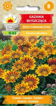 Gazania błyszcząca